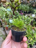 Diodonopsis Erinacea - RARÍSSIMA - Imagem 3