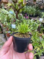 Diodonopsis Erinacea - RARÍSSIMA - Imagem 4