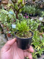 Diodonopsis Erinacea - RARÍSSIMA - Imagem 2