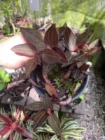 Ludisia Discolor ''Orquídea Pipoca'' - COLEÇÃO - Imagem 7