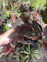 Ludisia Discolor ''Orquídea Pipoca'' - COLEÇÃO - Imagem 6