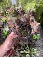 Ludisia Discolor ''Orquídea Pipoca'' - COLEÇÃO - Imagem 3