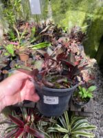 Ludisia Discolor ''Orquídea Pipoca'' - COLEÇÃO - Imagem 2