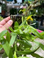 Touceirinha Epidendrum Latilabre - Imagem 2