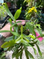 Touceirinha Epidendrum Latilabre - Imagem 3