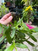 Touceirinha Epidendrum Latilabre - Imagem 4