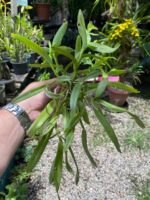Touceirinha Epidendrum Latilabre - Imagem 7