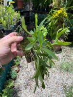 Touceirinha Epidendrum Latilabre - Imagem 8