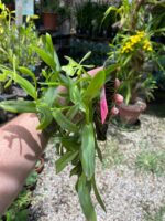 Touceirinha Epidendrum Latilabre - Imagem 6