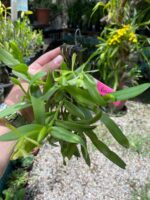 Touceirinha Epidendrum Latilabre - Imagem 5