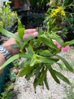 Touceirinha Epidendrum Latilabre - Imagem 9
