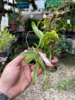Epidendrum Latilabre - Imagem 3