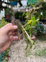 Epidendrum Latilabre - Imagem 5