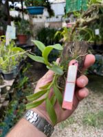 Epidendrum Latilabre - Imagem 4