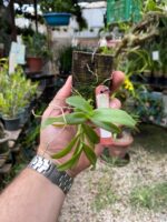 Epidendrum Latilabre - Imagem 2