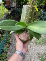 Phal. Bronze Buddha ''Lemon''  - PERFUMADA - Imagem 7
