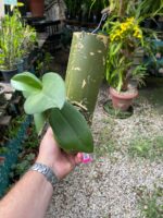 Phal. Bronze Buddha ''Lemon''  - PERFUMADA - Imagem 5