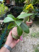 Phal. Bronze Buddha ''Lemon''  - PERFUMADA - Imagem 6