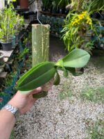 Phal. Bronze Buddha ''Lemon''  - PERFUMADA - Imagem 4