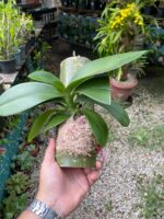 Phal. Bronze Buddha ''Lemon''  - PERFUMADA - Imagem 3