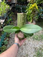 Phal. Bronze Buddha ''Lemon''  - PERFUMADA - Imagem 2