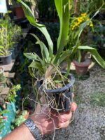 Rodricidium Red Spots - Imagem 6