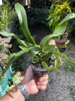 Rodricidium Red Spots - Imagem 7