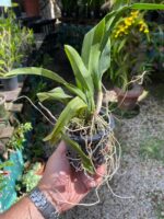 Rodricidium Red Spots - Imagem 5