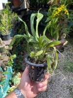 Rodricidium Red Spots - Imagem 4