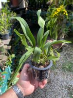 Rodricidium Red Spots - Imagem 2