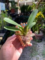 Angraecum Magdalenae - COLEÇÃO - Imagem 2