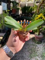 Angraecum Magdalenae - COLEÇÃO - Imagem 3