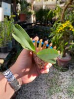 Angraecum Magdalenae - COLEÇÃO - Imagem 4