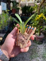 Angraecum Magdalenae - COLEÇÃO - Imagem 5