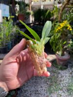 Angraecum Magdalenae - COLEÇÃO - Imagem 6