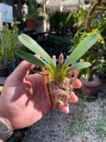 Angraecum Magdalenae - COLEÇÃO - Imagem 7