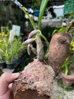 Catasetum Pileatum x Stephen Moffitt - COLEÇÃO - Imagem 6