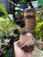 Catasetum Pileatum x Stephen Moffitt - COLEÇÃO - Imagem 5