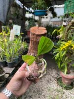 Catasetum Pileatum x Stephen Moffitt - COLEÇÃO - Imagem 7