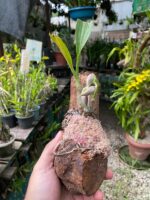 Catasetum Pileatum x Stephen Moffitt - COLEÇÃO - Imagem 4