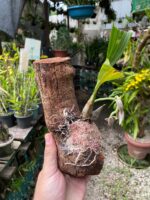 Catasetum Pileatum x Stephen Moffitt - COLEÇÃO - Imagem 3