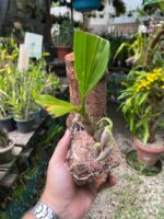 Catasetum Pileatum x Stephen Moffitt - COLEÇÃO - Imagem 2