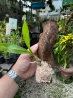 Catasetum Mormodes Morenoi - COLEÇÃO - Imagem 5