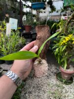 Catasetum Mormodes Morenoi - COLEÇÃO - Imagem 6