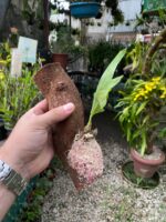 Catasetum Mormodes Morenoi - COLEÇÃO - Imagem 3