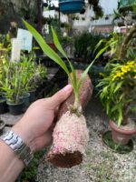 Catasetum Mormodes Morenoi - COLEÇÃO - Imagem 4