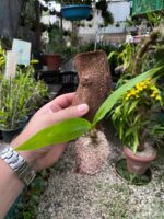 Catasetum Mormodes Morenoi - COLEÇÃO - Imagem 2