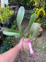 Phalaenopsis Tropic Ocelot  -  COLEÇÃO - Imagem 6