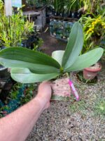 Phalaenopsis Tropic Ocelot  -  COLEÇÃO - Imagem 2