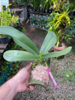 Phalaenopsis Tropic Ocelot  -  COLEÇÃO - Imagem 4